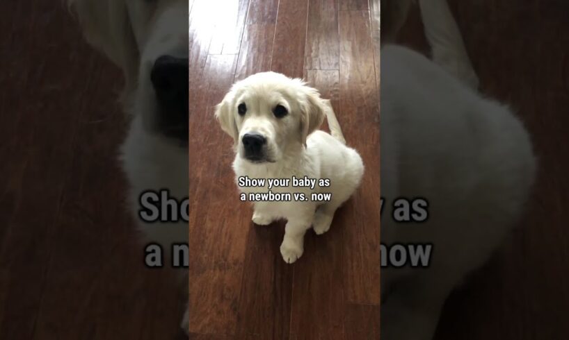 Golden Retriever Puppy Grows Up in 9 Seconds