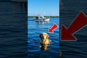 Golden Retriever Saves People from Boat Disaster #dog #goldenretriever #rescue