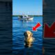 Golden Retriever Saves People from Boat Disaster #dog #goldenretriever #rescue