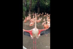 Good Morning Flamingos!