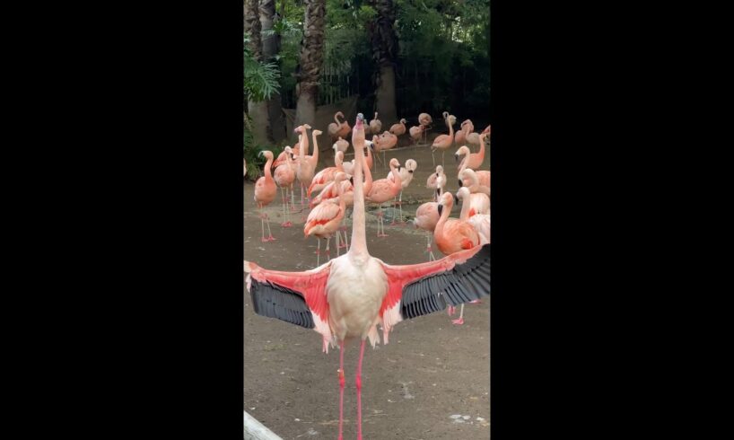 Good Morning Flamingos!