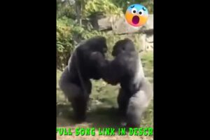 Gorilla And Lion Fights #motivational #animals #music