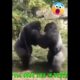 Gorilla And Lion Fights #motivational #animals #music