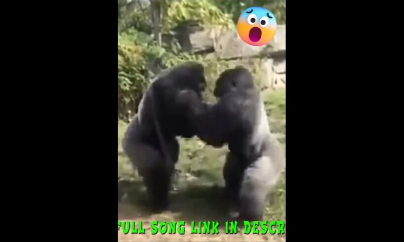 Gorilla And Lion Fights #motivational #animals #music