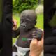 Gorilla vs Lion: Who Would Win in a Fight?
