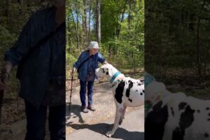Great Dane Finds His New Grandma l The Dodo #animals #dodo #dogs