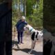 Great Dane Finds His New Grandma l The Dodo #animals #dodo #dogs