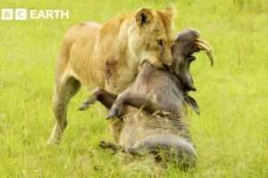 Greatest Fights in the Animal Kingdom: Part 6 | BBC Earth