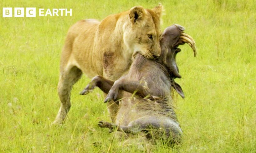 Greatest Fights in the Animal Kingdom: Part 6 | BBC Earth