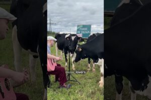 Guy plays guitar to COWS
