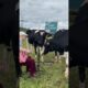 Guy plays guitar to COWS