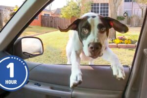 HILARIOUS Dogs Being Weird 🤪 | 60 Minutes Of Funny Dog Videos