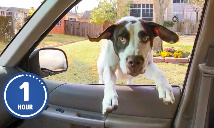 HILARIOUS Dogs Being Weird 🤪 | 60 Minutes Of Funny Dog Videos