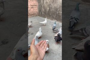 Hamara pet bimar ho gaya #minivlog #kabootar #shorts #viralvideo #cat #pets #animals #kabutar #pet