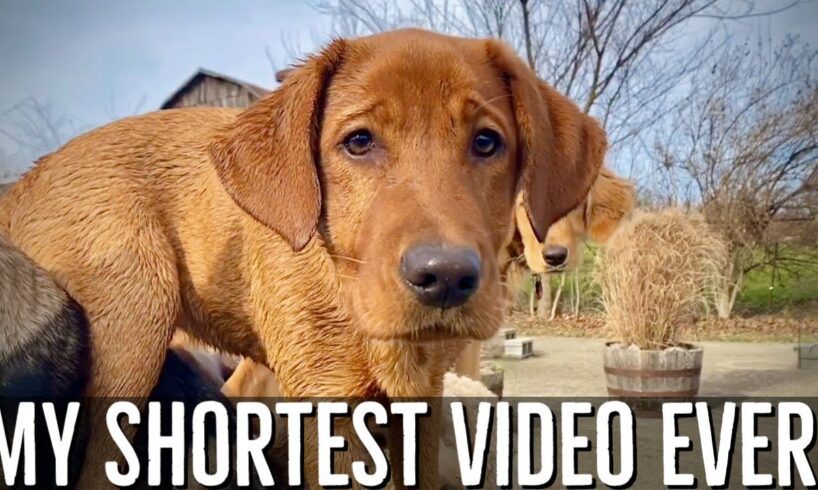 Hanging out with some super cute puppies!