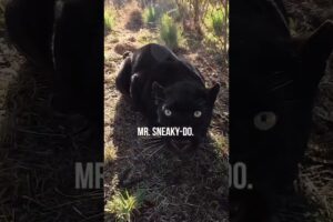 Hanging with BLACK LEOPARDS | The Lion Whisperer