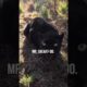 Hanging with BLACK LEOPARDS | The Lion Whisperer