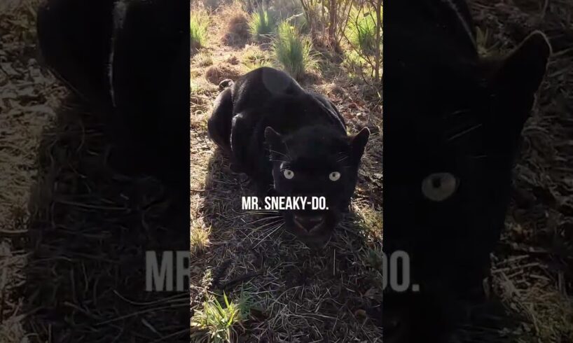 Hanging with BLACK LEOPARDS | The Lion Whisperer