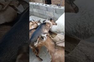 He got stuck while playing #animals #shorts #youtubeshorts #funny #entertainment #goat