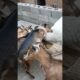 He got stuck while playing #animals #shorts #youtubeshorts #funny #entertainment #goat