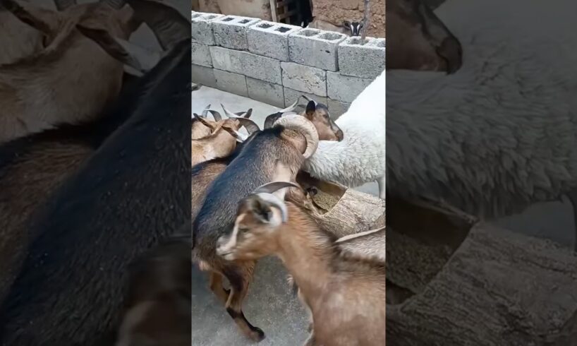 He got stuck while playing #animals #shorts #youtubeshorts #funny #entertainment #goat