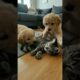 🐶 Heartbreaking! Cute Puppies Comfort Kitten! 🐶