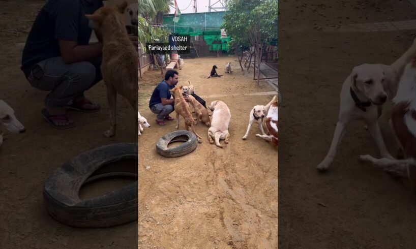 Help #paralyseddog #vosah