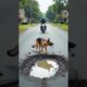 Hero Dog Saves Baby From Concrete!