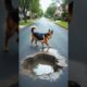 Hero Dog Saves Baby From Concrete Filled Pithole!