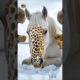 Horse Saved by Brave Rescue Team from Fierce Honeycomb Bees Attack #humanity #animals #rescueanimals