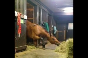Horse Steals a Quick Snack! 🐴💕