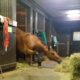 Horse Steals a Quick Snack! 🐴💕