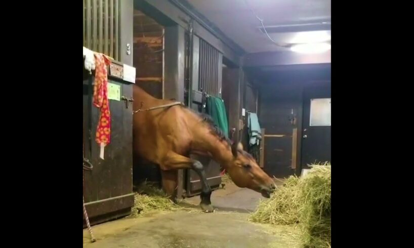 Horse Steals a Quick Snack! 🐴💕