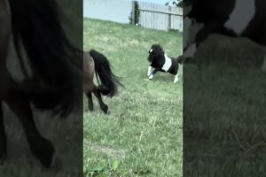 Horse playing so happy #horse #horsetrack #animals #youtube #yt #youtubeshorts #play #happy