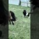 Horse playing so happy #horse #horsetrack #animals #youtube #yt #youtubeshorts #play #happy