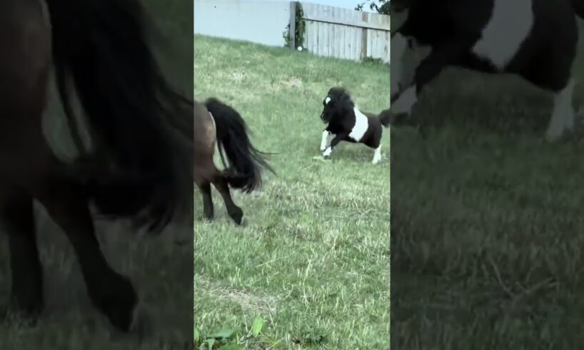 Horse playing so happy #horse #horsetrack #animals #youtube #yt #youtubeshorts #play #happy