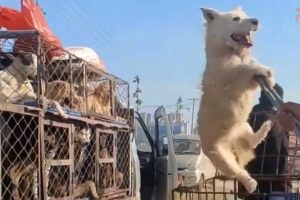 Hundreds of Dogs saved from Asian Dog Meat Market