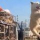 Hundreds of Dogs saved from Asian Dog Meat Market