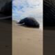 I Found  a HUGE Beached Whale! #animals #shorts
