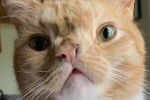 I adopted a judgmental cat. Here's what happened.