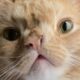 I adopted a judgmental cat. Here's what happened.