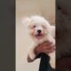 IShowSpeed - Higher cutest puppy crying🥰🐶 #dog #shortvideo #puppy #doglover #youtubeshorts #dogsound