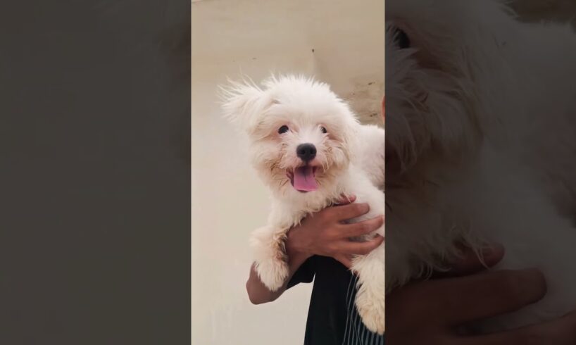 IShowSpeed - Higher cutest puppy crying🥰🐶 #dog #shortvideo #puppy #doglover #youtubeshorts #dogsound
