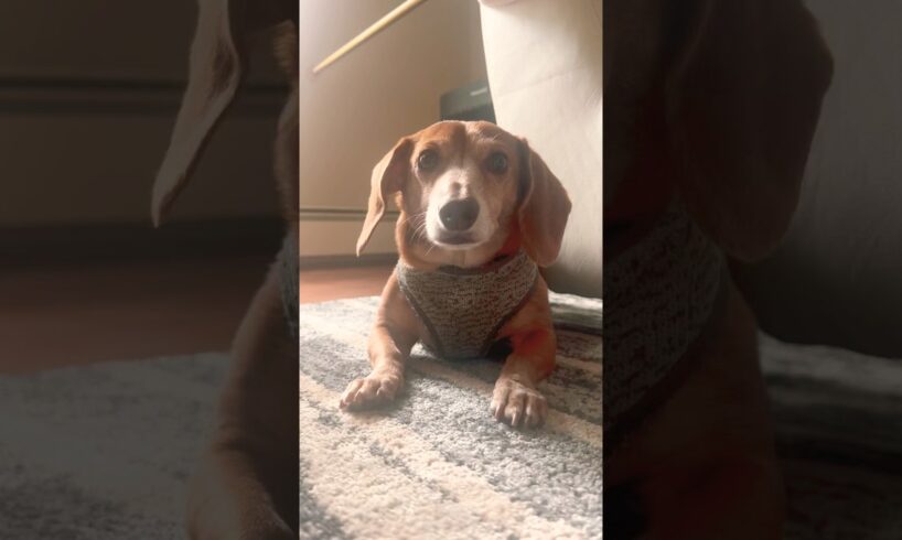 Is this not enough? #dachshund #funny #dogs #cute #puppies #doxie