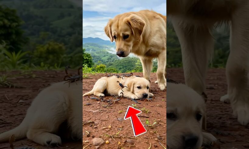 Kind Woman Saves a Retriever Pup #dog #goldenretriever #animalrescue