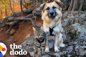 Kitten and Dog With Traumatic Pasts Become Unlikely Soulmates | The Dodo