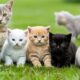 Kittens and Baby Animals: Puppies, Bunnies, Calves & Mice Playing Together - Cat Video