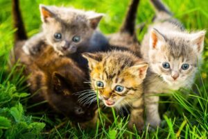 Kittens and Farm Animals Playing Together: Dogs, Rabbits, Cows, Mice – Cat Meowing Video