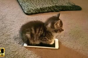 Kittens use 100% cuteness