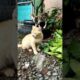 Kucing lucu minta anterin pulang😹 #kucinglucu #cat #animals #funny #kucing #moments #shorts